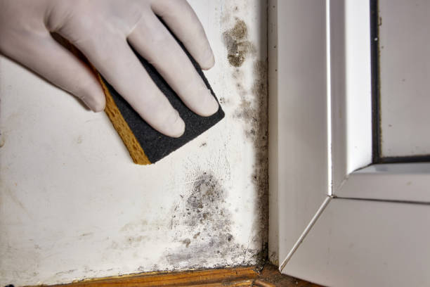 Best Black Mold Removal  in Nashville, IN